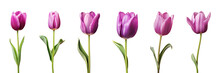 Purple Tulip Flower Collection Isolated On A Transparent Background