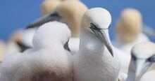 Experience The Enchanting World Of Northern Gannet Birds As They Exhibit Their Natural Behavior In Stunning 4K Slow Motion.