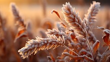 Leaves Wheat Covered Hoarfrost Morning Frosts, Gradient Color Background, Background Images , Hd Wallpapers