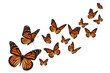 butterflies in flight