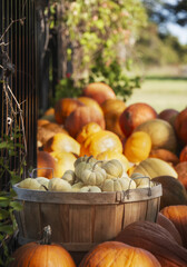 Wall Mural - White mini pumpkins in a wood basket on a sunny autumn day in the garden. Basket surrounded by pumpkins. Autumn harvesting concept.