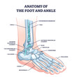 Anatomy of foot and ankle with skeletal bone structure outline diagram. Labeled educational scheme with phalanges, tibia, fibula and cuboid location vector illustration. Leg skeleton model with names
