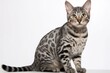 Photo of a regal Egyptian Mau cat with its distinctive spotted coat against a clean white backdrop. Generative AI