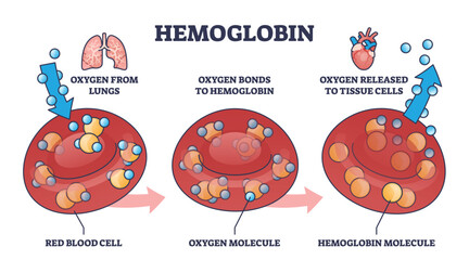 Wall Mural - Hemoglobin as oxygen gas transportation mechanism in body outline diagram. Labeled educational scheme with red blood cell, O2 molecule and medical hemoglobin gas release process vector illustration.