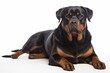 Photo of a regal Rottweiler with its distinctive markings against a spotless white background. Generative AI