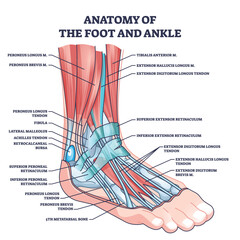 Poster - Anatomy of foot and ankle with labeled medical location outline diagram. Labeled educational scheme with skeletal bones and muscles in latin names vector illustration. Biology and medicine study.