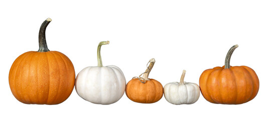 Wall Mural - Assortment of pumpkins in a row, isolated on transparent background. 