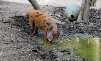 Wall Mural - Oxford Sandy and Black pig stands by the water.