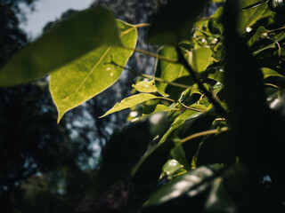 Wall Mural - leaves on the tree