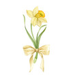 Watercolor hand drawn narcissus with bow. Set of watercolor spring flowers. Yellow narcissus. Botanical illustration of daffodils for typography, prints and your design