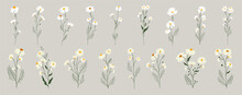 Set Of Daisy Flowers. Chamomile Illustration. Vector.