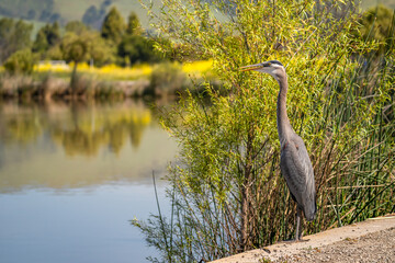 Wall Mural - Great blue heron (Ardea cinerea) stands on the shore of Lake Elizabeth in Fremont Central Park