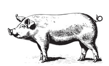 Farm Pig Sketch Hand Drawn In Doodle Style Vector Illustration