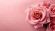 © PNG Land - pink rose on pink background with copy space for valentine's day