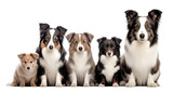 Fototapeta  - Dogs Sitting in a Group on White Background