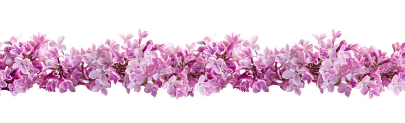 Wall Mural - Lilac flowers Isolated on transparent background png. Floristic border or banner. Floral of spring delicate lilac flowers. 