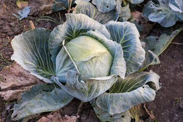 Wall Mural - Head of late white cabbage on field against the soil