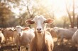 Ethical Animal Sanctuaries - Portrait of Goats in sanctuaries, promoting animal welfare and ethical tourism - AI Generated - AI Generated - AI Generated - AI Generated