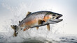 salmon fish jump on the white background