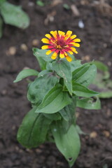 Garden Flowers. Mostly shot in parks and garden, France.