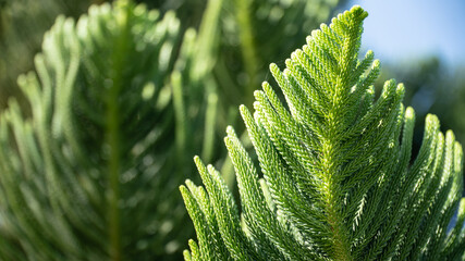 Macro shot of beautiful tree Araucaria and unique texture leaves 