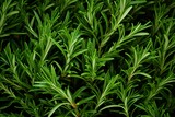 Fototapeta  - Aromatic Abundance: Fresh Rosemary Leaves Filling the Frame, a Celebration of Fragrant Fresh Herbs