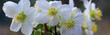 Weiße Schneerose oder auch Christrose (Helleborus niger) mit vielen Blüzen, Panorama 