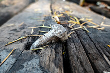 An Old Nail In A Railway Wooden Sleeper