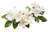 jasmine flowers on transparent background, png file
