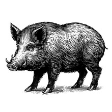 Wild Boar, Hand Drawn Sketch On Isolated Background. Vintage Engraving. Vector Drawing Of A Wild Boar In Full Growth