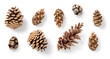 collection of pinecones: various conifer cones isolated over a transparent background, natural Christmas or winter decoration, Douglas fir tree, mountain pine, black pine, larch and cypress, top view