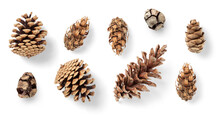 Collection Of Pinecones: Various Conifer Cones Isolated Over A Transparent Background, Natural Christmas Or Winter Decoration, Douglas Fir Tree, Mountain Pine, Black Pine, Larch And Cypress, Top View