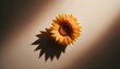 Warm tones envelop a sunflower, creating dramatic shadows that emphasize its vibrant orange and yellow hues