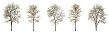 Set Of Autumn Large And Medium Ash Fraxinus And Sycamore Platanus Maple Trees Fallen Leaves Isolated Png On A Transparent Background Perfectly Cutout Fall
