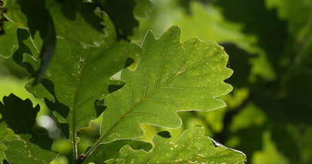 Wall Mural - Leaves of English Oak, quercus robur or quercus pedunculata, Forest near Rocamadour in the South West of France