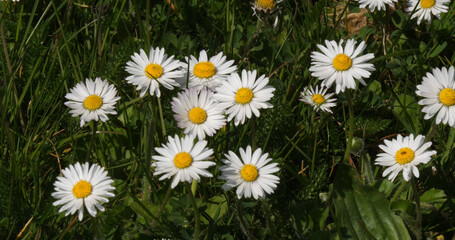 Wall Mural - Daisies, Bellis perennis, Normandy in France