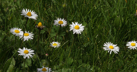 Wall Mural - Daisies, Bellis perennis, Normandy in France