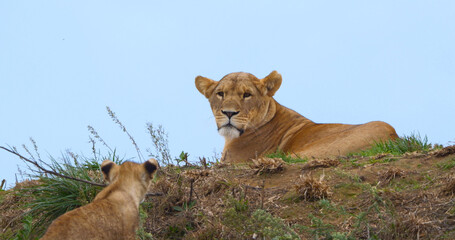 Sticker - African Lion, panthera leo, Mother and Cub