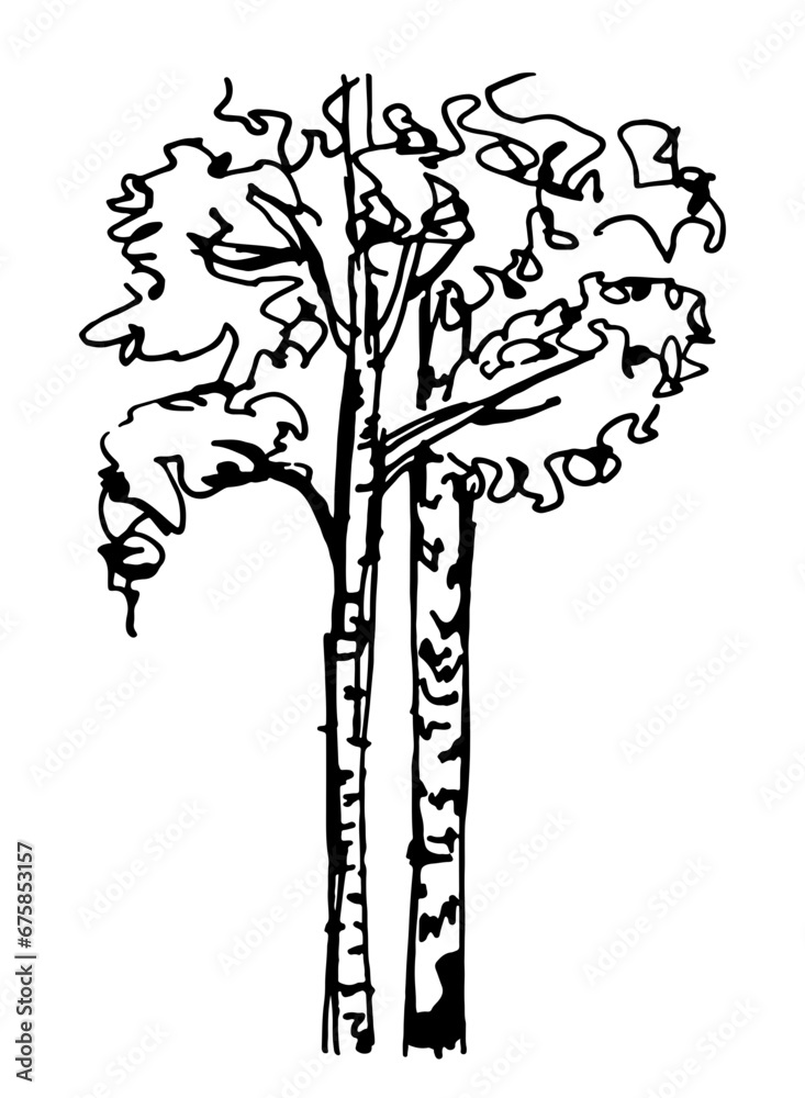 Birch tree. Line art hand drawn illustration. Black vector sketch isolated on transparent background	