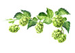 Fresh green hops branch  (Humulus lupulus) and hop leaves, Hand drawn watercolor illustration isolated on white background