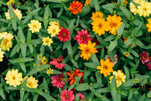 Colorful Zinnia Flowers Background