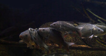 Mirror Carp, Cyprinus Carpio Carpio, Adults Swimming In A Freshwater Aquarium In France
