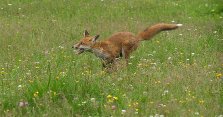 Canvas Print - Red Fox, vulpes vulpes, Adult Running in Tall Grass, Normandy in France