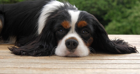 Wall Mural - Cavalier King Charles Spaniel, Portrait of Male, France