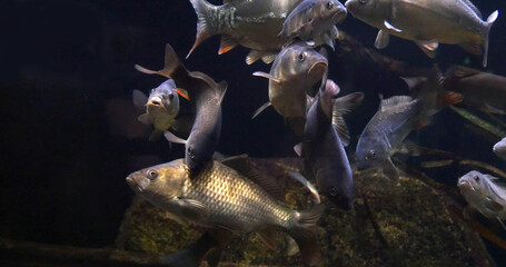 Sticker - Mirror carp, Cyprinus carpio carpio, Adults Swimming in a Freshwater Aquarium in France