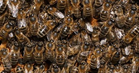 Wall Mural - European Honey Bee, apis mellifera, Black Bees working on Bee Brood, Bee Hive in Normandy in France