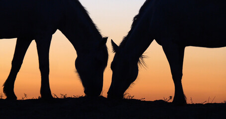 Wall Mural - Camargue or Camarguais Horse in the Dunes at Sunrise, Camargue in the South East of France, Les Saintes Maries de la Mer