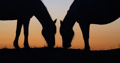 Wall Mural - Camargue or Camarguais Horse in the Dunes at Sunrise, Camargue in the South East of France, Les Saintes Maries de la Mer