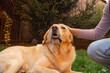 © Dusan - A young girl student is petting and feeding and playing with her pet dog labrador in backyard