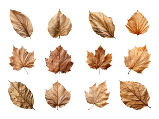 Wall Mural - Collection of autumn-dried leaves isolated on a transparent background